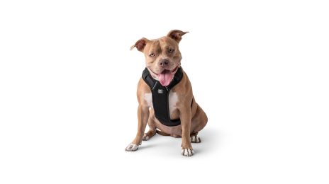 GF PET Travel Harness -Black - M