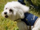 Touchdog Tough-Boutique Adjustable Fashion Dog Harness And Leash - Small